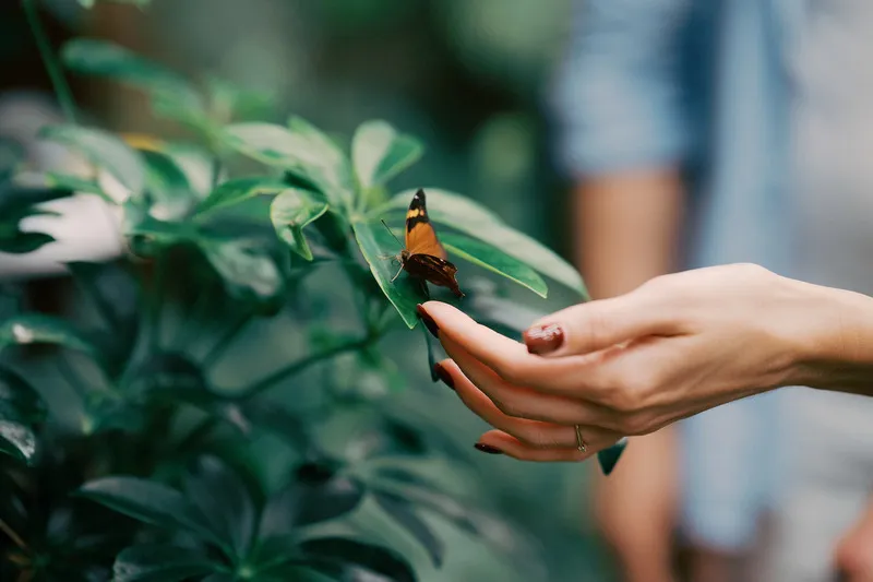 Gyűrűhúzás pillanata